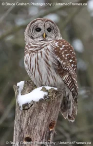 Winter Watch: Bruce Graham’s Barred Owl on Snowy Stump from the Signature Collection