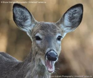Bobby Jean Caught in the Act: Bruce Graham’s White-Tailed Deer Yawn from the Signature Collection