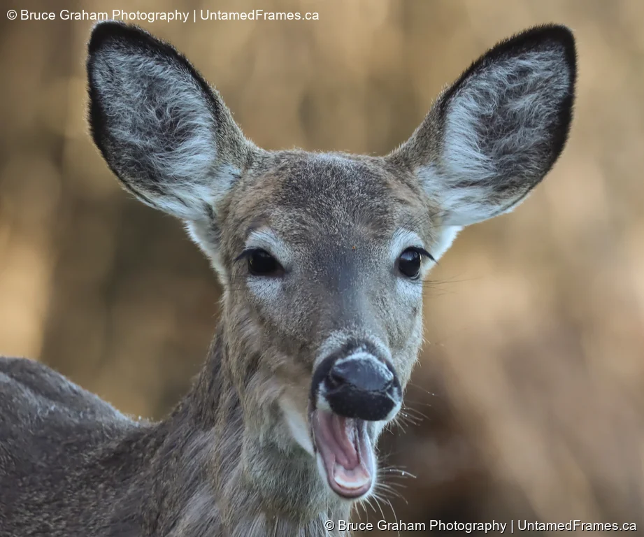 White-Tailed Deer Mid-Yawn by Bruce Graham | Signature Collection | UntamedFrames Wildlife Photography White-tailed deer with mouth open and ears perked, captured in close-up by Bruce Graham