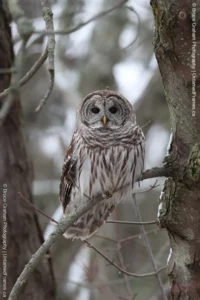 Curious in the Cold: Bruce Graham’s Barred Owl Portrait from the Signature Collection