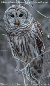 Camouflaged Majesty: Bruce Graham’s Barred Owl Close-Up from the Signature Collection