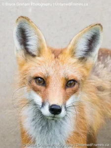Eyes of the Wild: Bruce Graham’s Red Fox Portrait from the Signature Collection