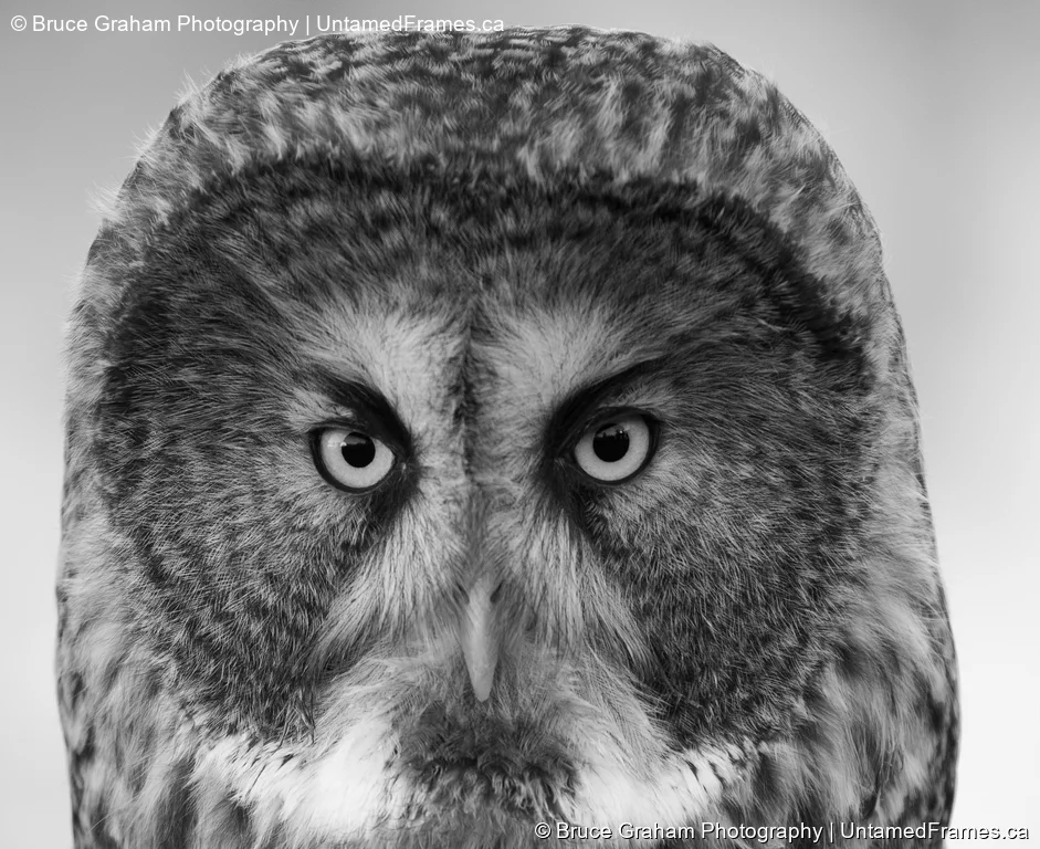 Great Grey Owl in Black-and-White by Bruce Graham | Signature Collection | UntamedFrames Wildlife Photography Black-and-white close-up of Great Grey Owl staring directly at camera, photographed by Bruce Graham