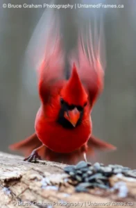 Sunlit Cardinal in Flight by Bruce Graham | Signature Collection | UntamedFrames Wildlife Photography Crimson Blur: Bruce Graham’s Northern Cardinal in Flight from the Signature Collection