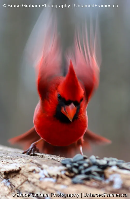 Sunlit Cardinal in Flight by Bruce Graham | Signature Collection | UntamedFrames Wildlife Photography Northern cardinal mid-flight with wings extended and feathers lit by sunlight, photographed by Bruce Graham