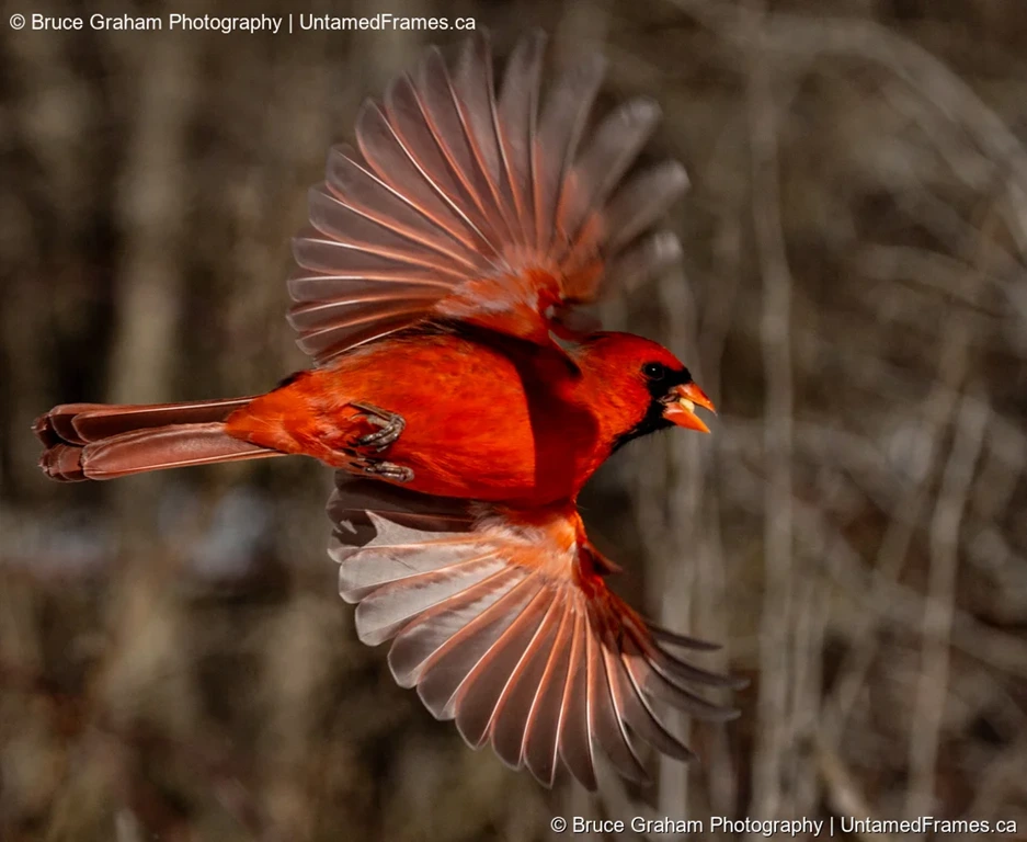 Sunlit Cardinal in Flight by Bruce Graham | Signature Collection | UntamedFrames Wildlife Photography Northern cardinal mid-flight with wings extended and feathers lit by sunlight, photographed by Bruce Graham