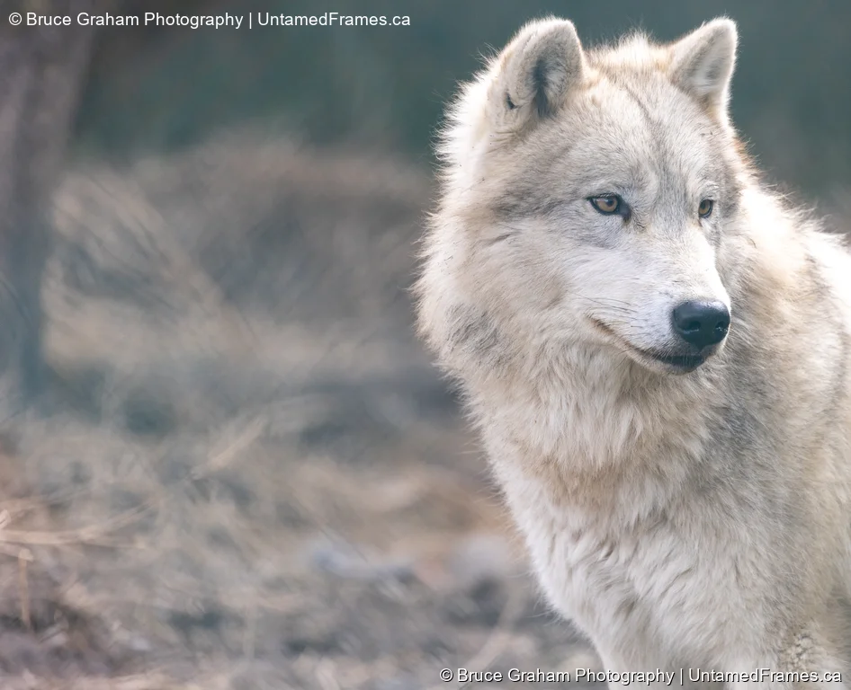 Silent Watcher: Bruce Graham’s Wolf Portrait from the Signature Collection