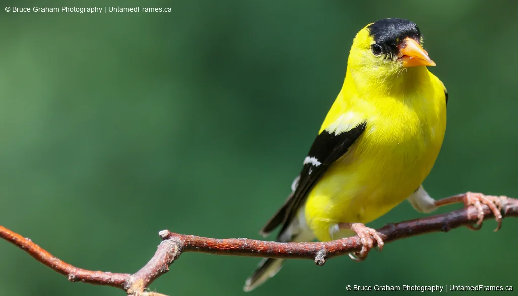 Golden Perch: Bruce Graham’s American Goldfinch Portrait from the Signature Collection