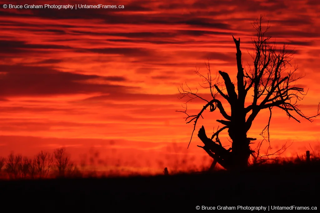 Sky on Fire: Bruce Graham’s Amherst Island Sunset from the Signature Collection