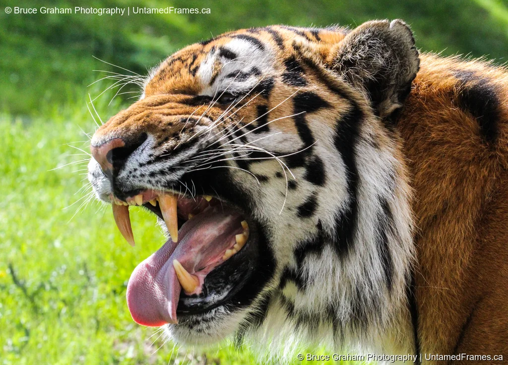 Amur Tiger Mid-Roar by Bruce Graham | UntamedFrames Wildlife Photography Close-up of an Amur tiger mid-roar with sharp teeth and pink tongue visible, photographed by Bruce Graham in a grassy enclosure