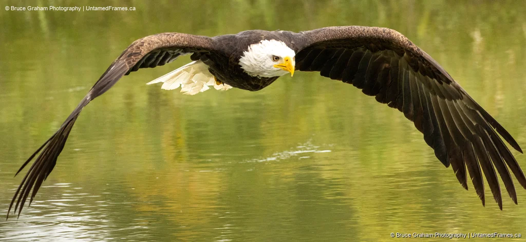 Bald Eagle in Flight Over Water by Bruce Graham | Signature Collection | UntamedFrames Wildlife Photography Bald eagle gliding low over water with wings fully extended, photographed by Bruce Graham