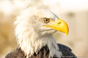Symbol of Strength: Bruce Graham’s Bald Eagle Portrait from the Signature Collection