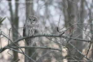Forest Sentinel: Bruce Graham’s Barred Owl Portrait from the Signature Collection