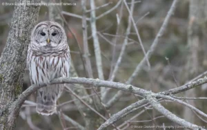 Stillness in the Branches: Bruce Graham’s Barred Owl Portrait from the Signature Collection