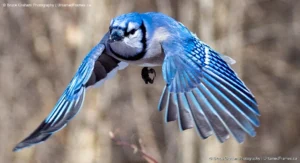 Wings in Motion: Bruce Graham’s Blue Jay Flight Portrait from the Signature Collection