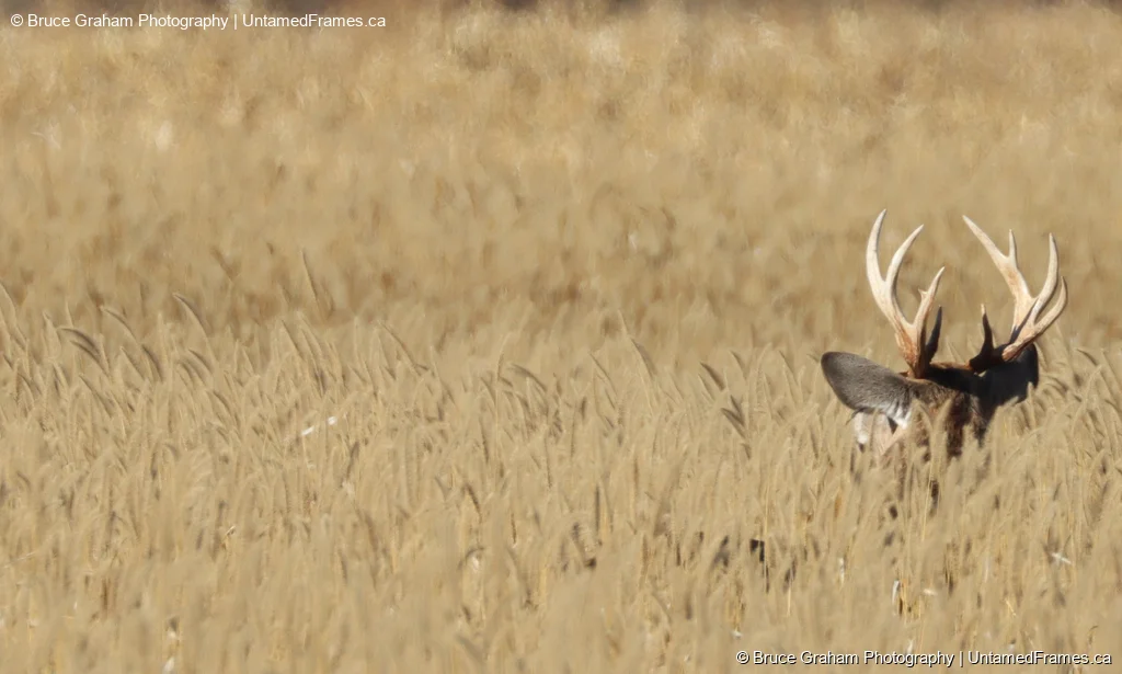 Buck with antlers partially hidden in tall golden field, photographed by Bruce Graha