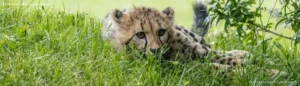 Cheetah Cub in Grassland Camouflage by Bruce Graham | Signature Collection | UntamedFrames Wildlife Photography Hidden in Plain Sight: Bruce Graham’s Cheetah Cub Portrait from the Signature Collection