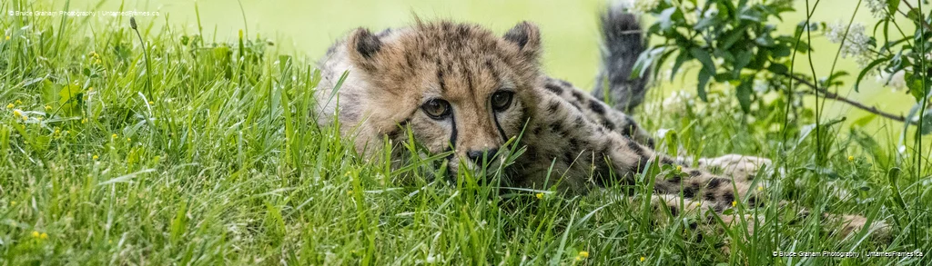 Cheetah cub lying in tall green grass with face visible through blades, photographed by Bruce Graham