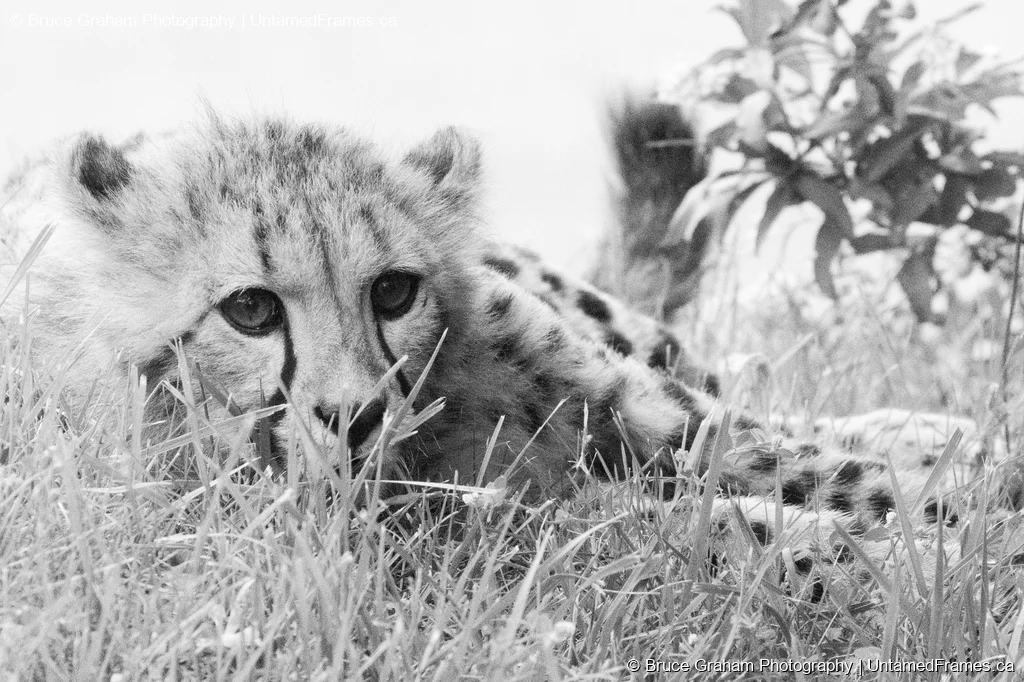 Quiet Strength: Bruce Graham’s Black-and-White Cheetah Cub Portrait from the Signature Collection