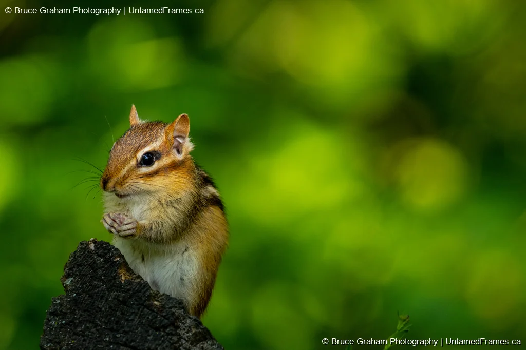 Woodland Pause: Bruce Graham’s Chipmunk Portrait from the Signature Collection