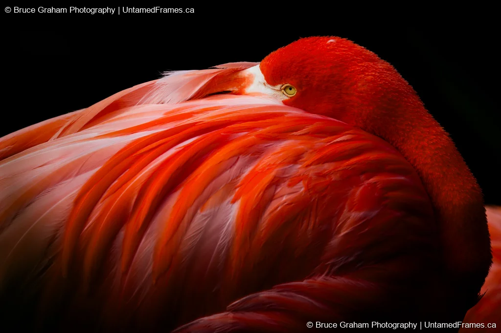 Close-up of flamingo with head nestled in feathers, vibrant red-orange plumage, photographed by Bruce Graham