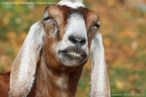 Grinning Goat: Bruce Graham’s Playful Portrait from the Signature Collection