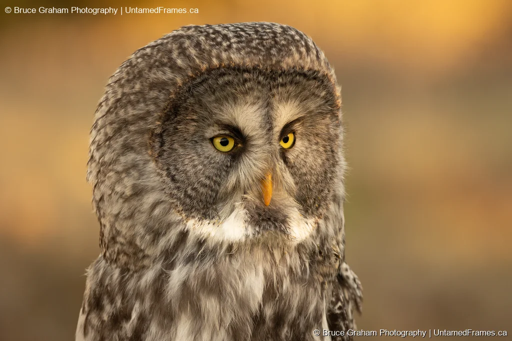 Close-up of Great Grey Owl with yellow eyes, orange beak, and concentric facial rings, photographed by Bruce Graham