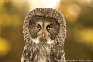 Eyes of Wisdom: Bruce Graham’s Great Grey Owl from the Signature Collection