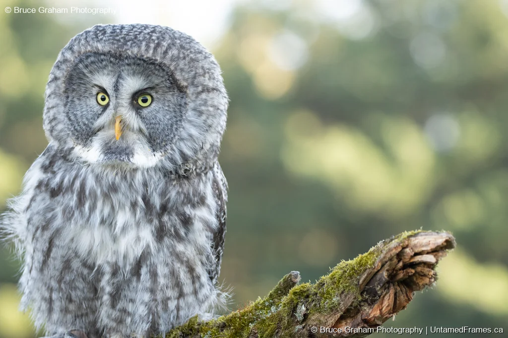 Great Grey Owl perched on moss-covered branch with yellow eyes and grey plumage, photographed by Bruce Graham