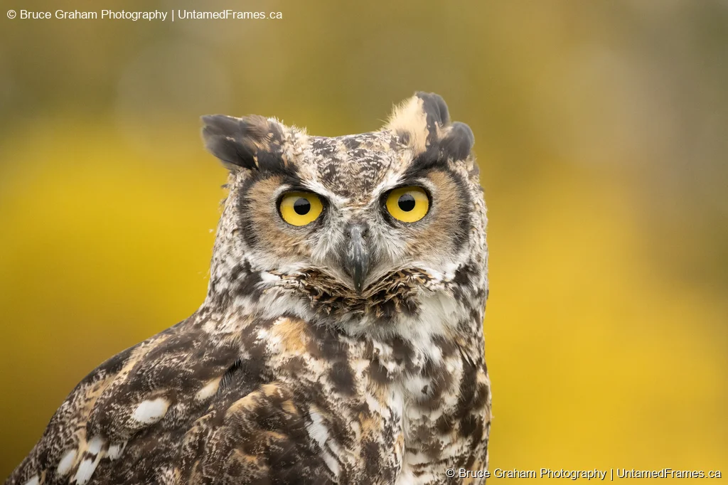 Great Horned Owl Close-Up by Bruce Graham | Signature Collection | UntamedFrames Wildlife Photography Close-up of Great Horned Owl with yellow eyes and feather tufts against blurred autumn background, photographed by Bruce Graham