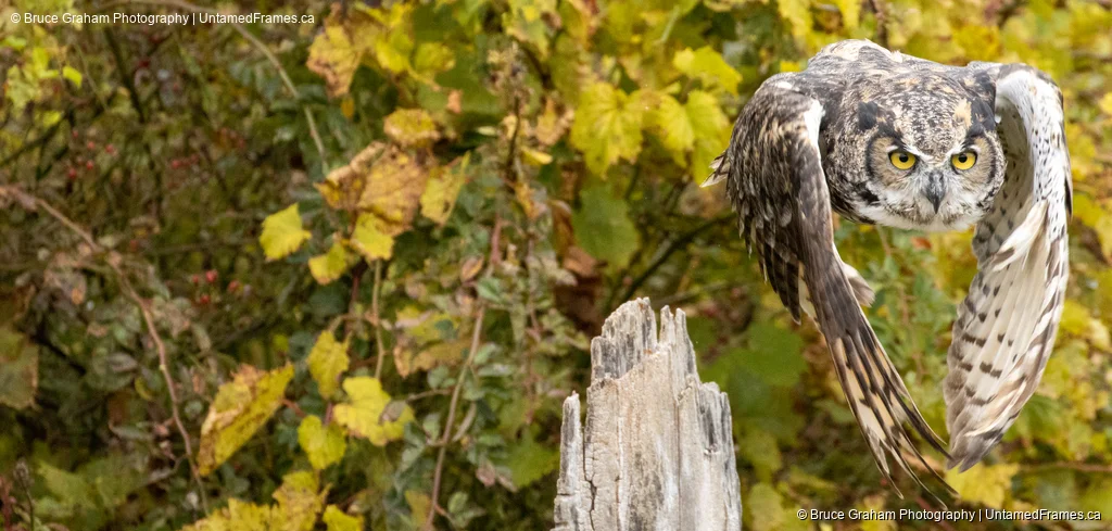 Great Horned Owl in mid-flight launching from a tree stump with wings spread, photographed by Bruce Graham
