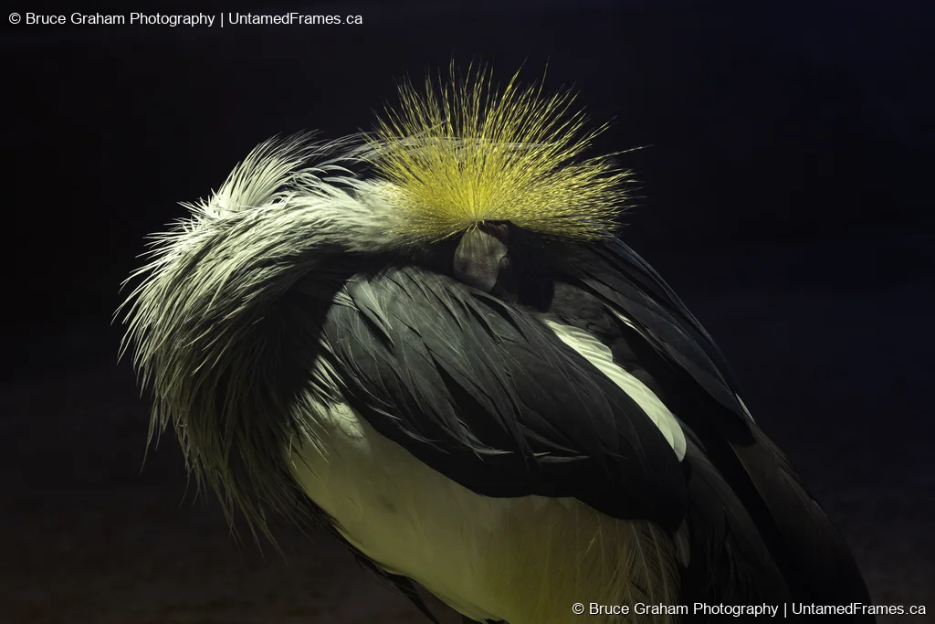 Grey Crowned Crane resting with head tucked under wing, golden crown feathers highlighted, photographed by Bruce Graham