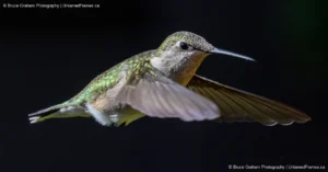 Wings of Light: Bruce Graham’s Hummingbird in Flight from the Signature Collection