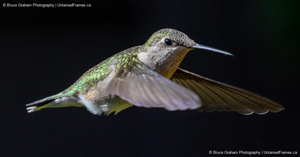 Wings of Light: Bruce Graham’s Hummingbird in Flight from the Signature Collection