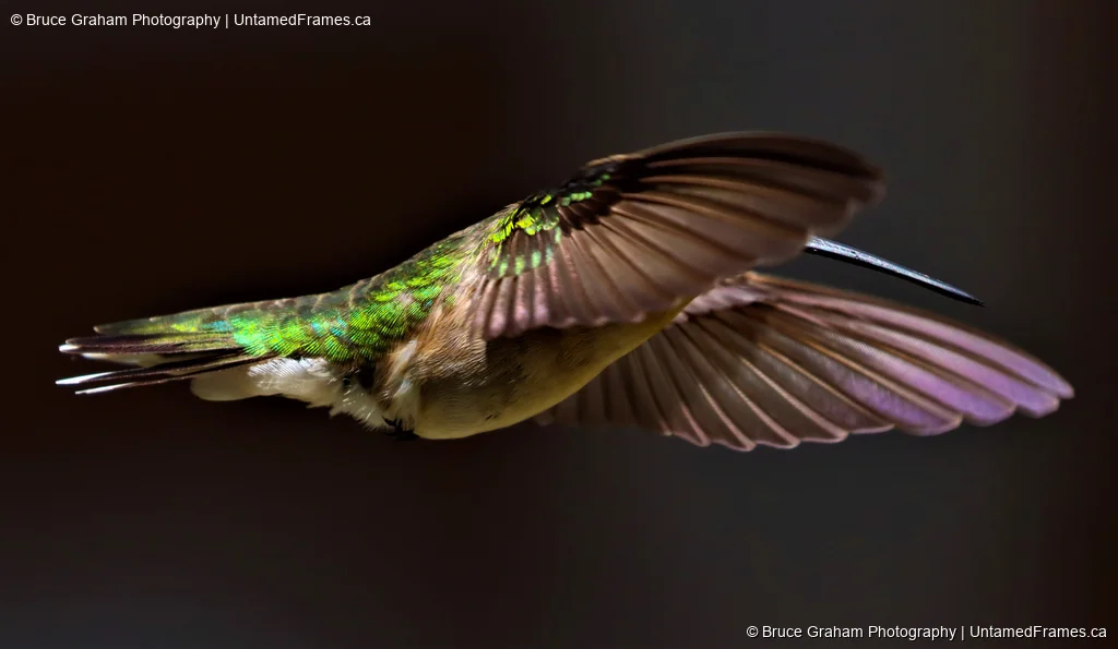 Hummingbird in mid-flight appearing shy, partially hiding behind its wing, photographed by Bruce Graham