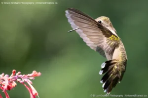 Shy in Flight: Bruce Graham’s Hummingbird Portrait from the Signature Collection