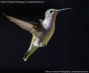 Lifted by Light: Bruce Graham’s Hummingbird Rising in Flight from the Signature Collection