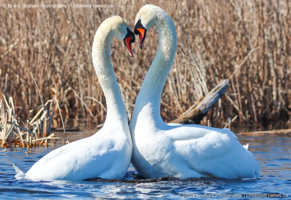 Two mute swans facing each other with necks curved into a heart shape in wetland water, photographed by Bruce Graham