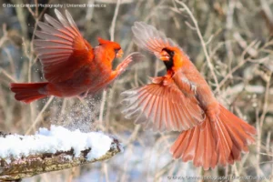 Crimson Clash: Bruce Graham’s Northern Cardinals in Flight from the Signature Collection