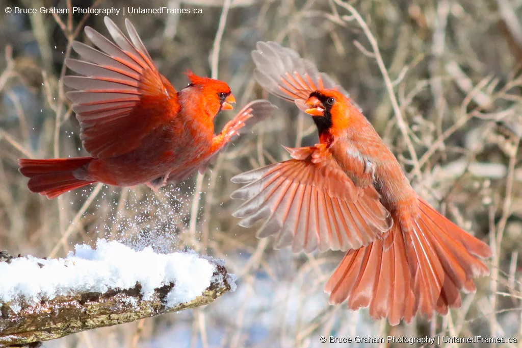 Two Northern cardinals mid-air fight in snowy forest, wings spread and beaks open, photographed by Bruce Graham
