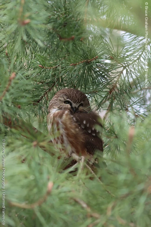 Northern Saw-whet Owl resting among pine needles with eyes half-closed, photographed by Bruce Graham