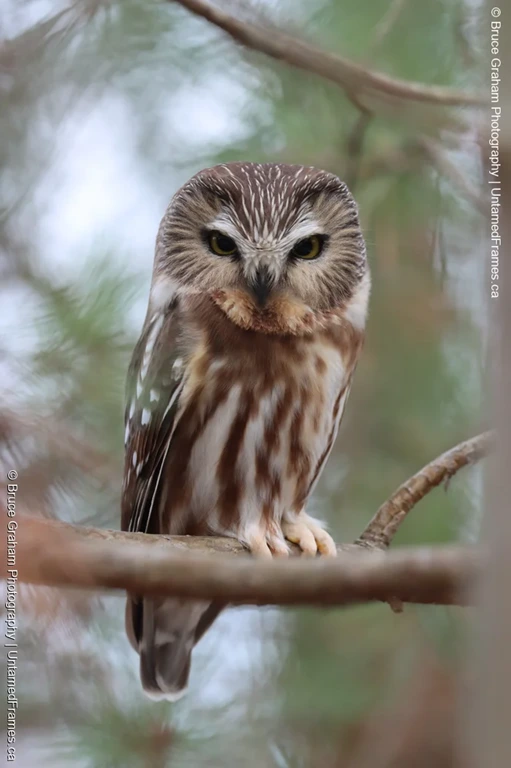 Northern Saw-whet Owl with Intense Gaze by Bruce Graham | Signature Collection | UntamedFrames Wildlife Photography Northern Saw-whet Owl perched on branch with intense gaze and white eyebrow markings, photographed by Bruce Graham