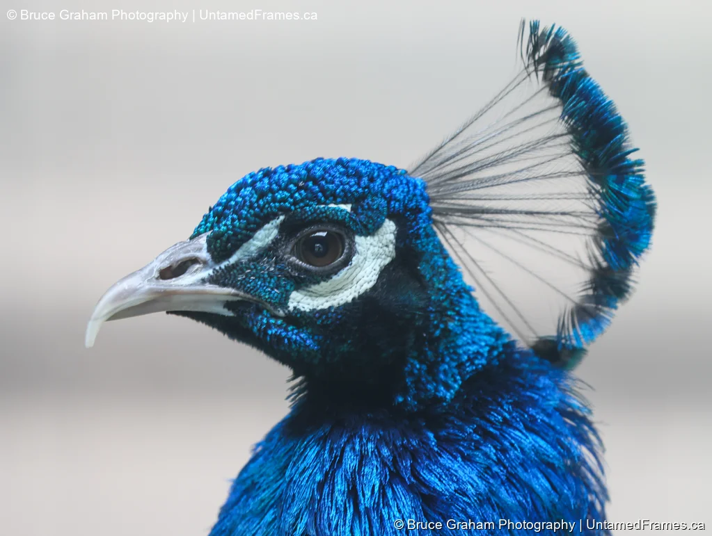 Peacock Close-Up Portrait by Bruce Graham | Signature Collection | UntamedFrames Wildlife Photography Close-up of peacock head and crest with iridescent blue feathers, photographed by Bruce Graham