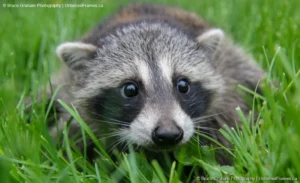 Wide-Eyed Wonder: Bruce Graham’s Close-Up of a Curious Raccoon