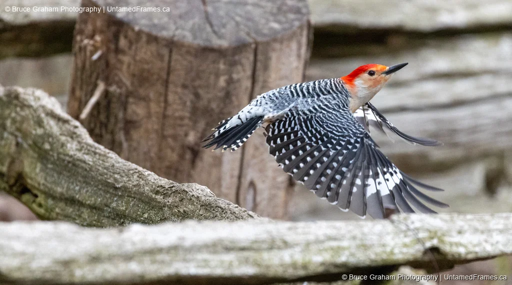 Wings in Motion: Bruce Graham’s Red-bellied Woodpecker in Flight from the Signature Collection