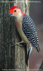 Clinging to Character: Bruce Graham’s Red-bellied Woodpecker from the Signature Collection