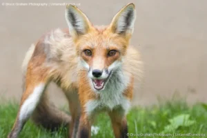 Wild Gaze: Bruce Graham’s Red Fox Portrait from the Signature Collection