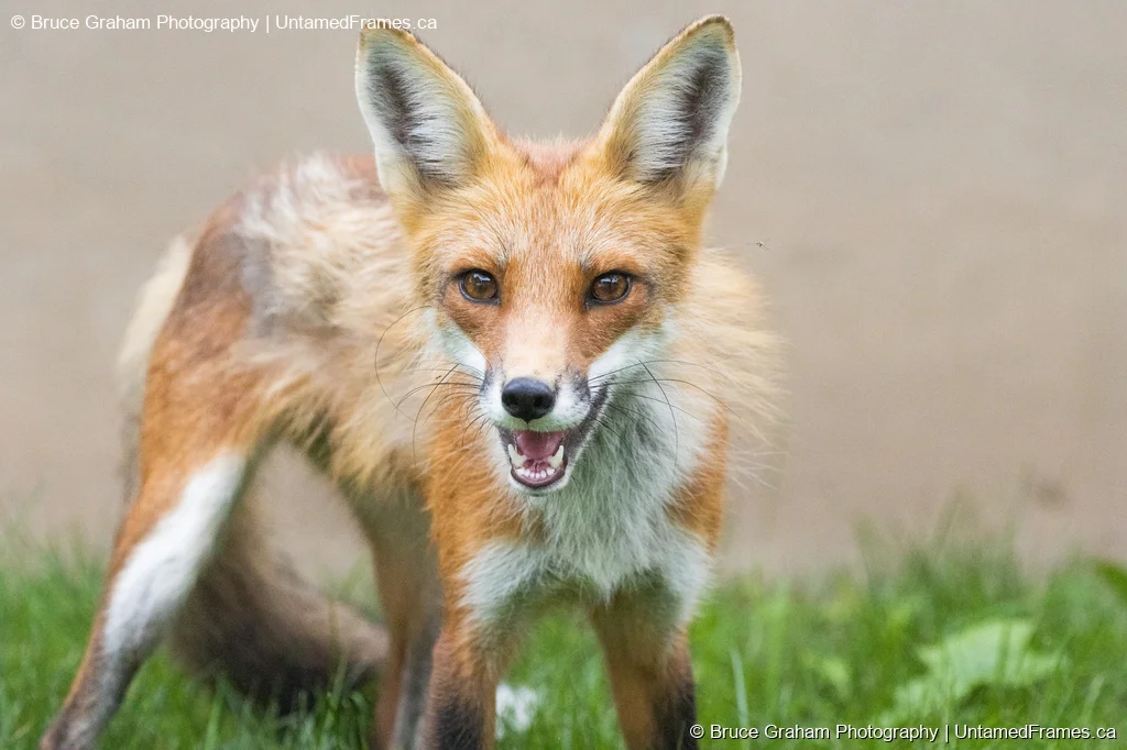 Red Fox Alert Portrait by Bruce Graham | Signature Collection | UntamedFrames Wildlife Photography Red fox standing on grass facing camera with mouth slightly open, photographed by Bruce Graham