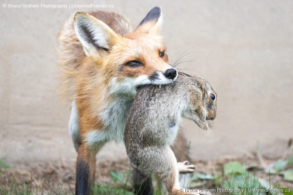 Red Fox with Rabbit Capture by Bruce Graham | Signature Collection | UntamedFrames Wildlife Photography Red fox holding rabbit in its jaws against grassy background, photographed by Bruce Graham
