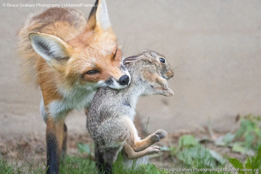 Red Fox with Rabbit by Bruce Graham | Signature Collection | UntamedFrames Wildlife Photography Red fox carrying rabbit in its jaws against neutral background, photographed by Bruce Graham
